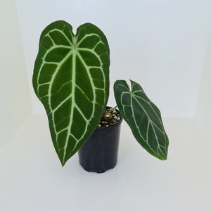 Large Anthurium Crystallinum Hybrid - Possibly Forgetii parentage