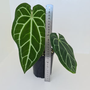 Large Anthurium Crystallinum Hybrid - Possibly Forgetii parentage