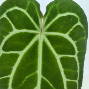 Large Anthurium Crystallinum Hybrid - Possibly Forgetii parentage