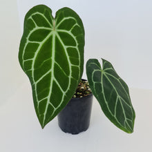 Load image into Gallery viewer, Large Anthurium Crystallinum Hybrid - Possibly Forgetii parentage