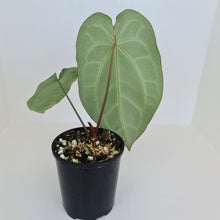 Load image into Gallery viewer, Large Anthurium Crystallinum Hybrid - Possibly Forgetii parentage