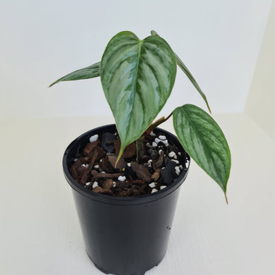 Philodendron Sodiroi - Well rooted/established cutting