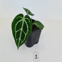 Load image into Gallery viewer, #1 Anthurium Crystallinum Hybrid