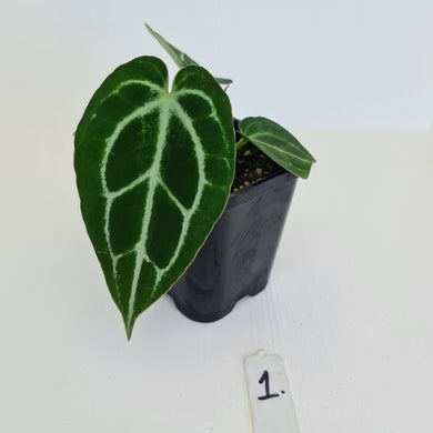#1 Anthurium Crystallinum Hybrid