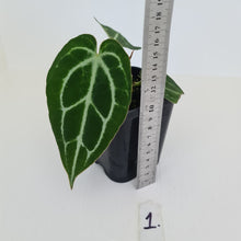 Load image into Gallery viewer, #1 Anthurium Crystallinum Hybrid