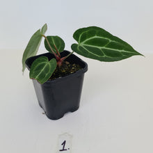 Load image into Gallery viewer, #1 Anthurium Crystallinum Hybrid