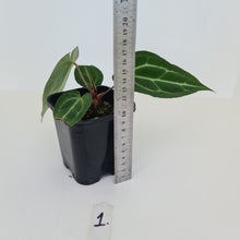 Load image into Gallery viewer, #1 Anthurium Crystallinum Hybrid