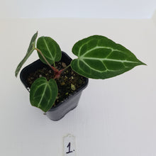 Load image into Gallery viewer, #1 Anthurium Crystallinum Hybrid