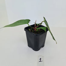 Load image into Gallery viewer, #1 Anthurium Crystallinum Hybrid