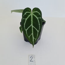 Load image into Gallery viewer, #2 Anthurium Crystallinum Hybrid