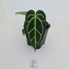 Load image into Gallery viewer, #2 Anthurium Crystallinum Hybrid