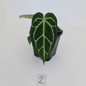 #2 Anthurium Crystallinum Hybrid