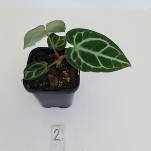 #2 Anthurium Crystallinum Hybrid