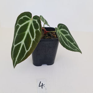 #4 Anthurium Crystallinum Hybrid