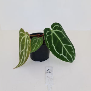 #5 Anthurium Crystallinum Hybrid