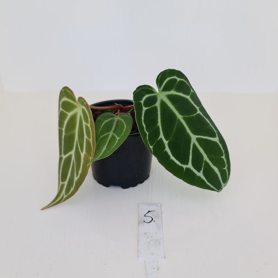 #5 Anthurium Crystallinum Hybrid
