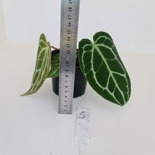 Load image into Gallery viewer, #5 Anthurium Crystallinum Hybrid