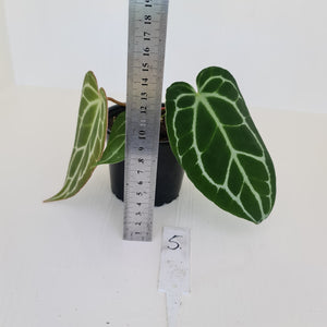 #5 Anthurium Crystallinum Hybrid