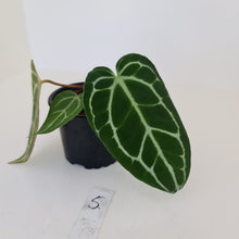 Load image into Gallery viewer, #5 Anthurium Crystallinum Hybrid