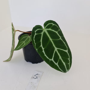 #5 Anthurium Crystallinum Hybrid