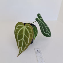 Load image into Gallery viewer, #5 Anthurium Crystallinum Hybrid
