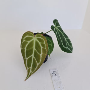 #5 Anthurium Crystallinum Hybrid