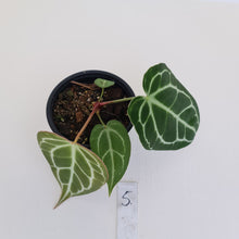 Load image into Gallery viewer, #5 Anthurium Crystallinum Hybrid