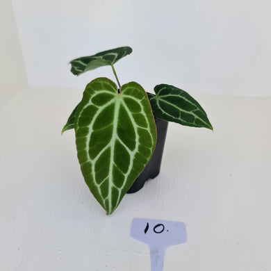 #10 Anthurium Crystallinum Hybrid