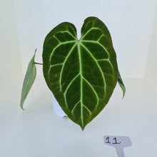 Load image into Gallery viewer, #11 Anthurium Crystallinum Hybrid