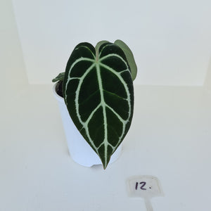 #12 Anthurium Crystallinum Hybrid