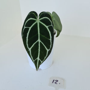 #12 Anthurium Crystallinum Hybrid