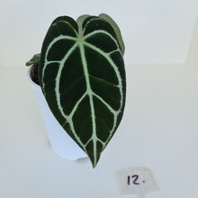 Load image into Gallery viewer, #12 Anthurium Crystallinum Hybrid