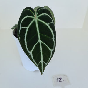 #12 Anthurium Crystallinum Hybrid