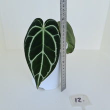 Load image into Gallery viewer, #12 Anthurium Crystallinum Hybrid