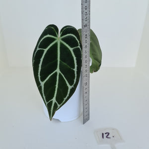 #12 Anthurium Crystallinum Hybrid