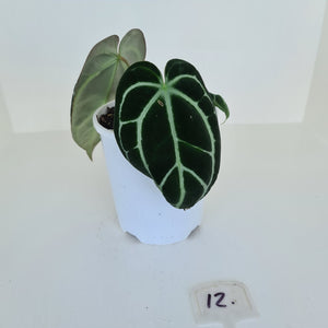 #12 Anthurium Crystallinum Hybrid