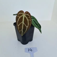 Load image into Gallery viewer, #14 Anthurium Crystallinum Hybrid