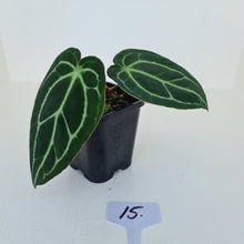 Load image into Gallery viewer, #15 Anthurium Crystallinum Hybrid