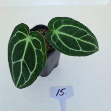 Load image into Gallery viewer, #15 Anthurium Crystallinum Hybrid