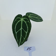 Load image into Gallery viewer, #15 Anthurium Crystallinum Hybrid