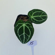 Load image into Gallery viewer, #15 Anthurium Crystallinum Hybrid