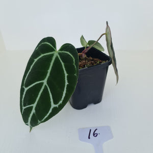 #16 Anthurium Crystallinum Hybrid