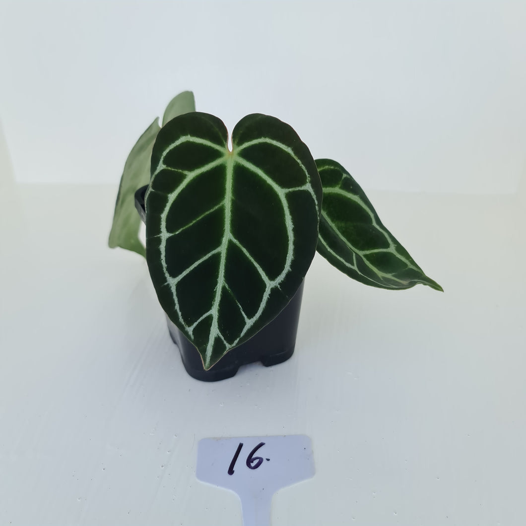 #16 Anthurium Crystallinum Hybrid