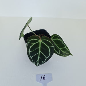 #16 Anthurium Crystallinum Hybrid