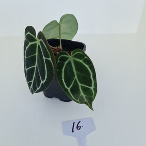 #16 Anthurium Crystallinum Hybrid