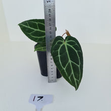 Load image into Gallery viewer, #17 Anthurium Crystallinum Hybrid