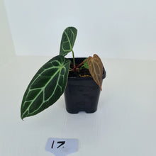 Load image into Gallery viewer, #17 Anthurium Crystallinum Hybrid
