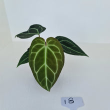 Load image into Gallery viewer, #18 Anthurium Crystallinum Hybrid