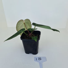 Load image into Gallery viewer, #18 Anthurium Crystallinum Hybrid