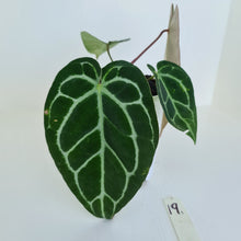 Load image into Gallery viewer, #19 Anthurium Crystallinum Hybrid